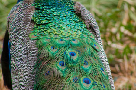 Close-up of a peacock's iridescent tail feathers displaying vibrant green and blue hues, showcasing intricate patterns and textures.の写真素材