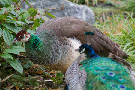 A close-up of a peahen with a peacock in the background, showcasing their colorful feathers and unique textures. The peahen has a muted color palette with green and brown tones, while the peacock displays vibrant blue and green hues.の写真素材