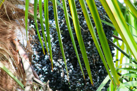 A close-up view of a cluster of black fruits hanging among green palm leaves. The fruits are small and round, contrasting with the vibrant green foliage.の写真素材