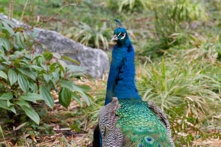 A vibrant peacock displaying its colorful feathers in a natural setting. The peacock is positioned with its back to the viewer, showcasing its iridescent blue and green plumage against a backdrop of greenery and rocks.の写真素材
