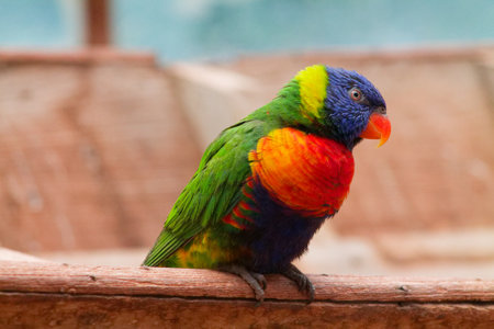 A colorful parrot perched on a wooden railing, showcasing vibrant green, blue, orange, and yellow feathers. The bird has a striking appearance with a vivid color palette, set against a blurred background.の写真素材