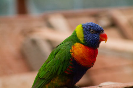 A colorful parrot with vibrant green, blue, yellow, and orange feathers, perched on a branch. The bird has a striking blue head and a bright orange beak, set against a blurred natural background.の写真素材