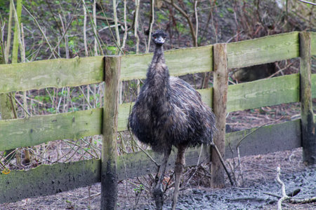 A wet emu standing in a muddy area next to a wooden fence, surrounded by sparse vegetation and trees in the background.の写真素材