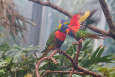 A vibrant scene featuring colorful lorikeets perched on branches in a lush, green environment. The birds display bright plumage with shades of blue, green, red, and yellow, surrounded by tropical foliage.の写真素材
