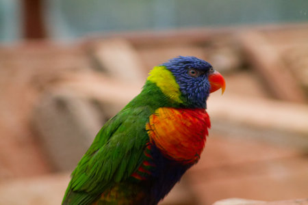 A colorful parrot with vibrant green, blue, yellow, and red feathers, perched and looking to the side. The background is blurred, emphasizing the bird's vivid plumage.の写真素材