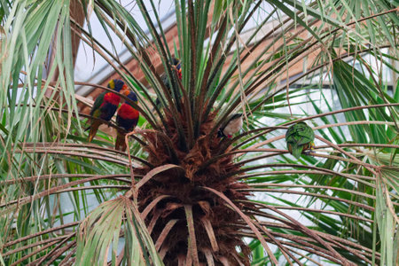 A group of colorful birds perched on a palm tree, surrounded by green fronds. The birds display vibrant plumage, including red, orange, and green hues, blending harmoniously with the tropical setting.の写真素材