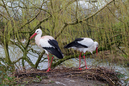 Two storks standing on a nest near a body of water, surrounded by willow trees. One stork is facing the camera while the other is looking down. The scene is tranquil and natural, showcasing the birds in their habitat.の写真素材