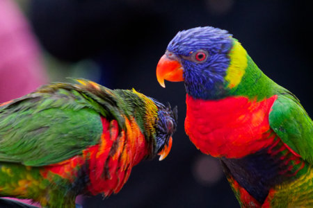 Two vibrant lorikeets with colorful plumage, one facing the camera and the other slightly turned away. The birds display a mix of green, blue, yellow, and red feathers, showcasing their striking appearance.の写真素材