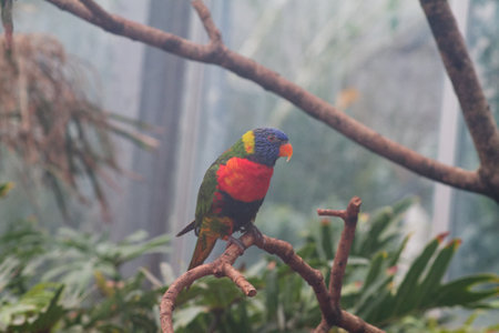 A colorful parrot perched on a branch in a lush, green environment. The bird features vibrant hues of blue, green, yellow, and red, surrounded by tropical foliage.の写真素材