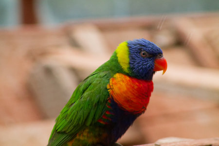 A colorful parrot with vibrant green, blue, yellow, and orange feathers, perched on a wooden surface. The bird has a striking blue head and a bright orange beak, showcasing its vivid plumage.の写真素材