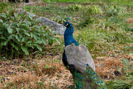 A vibrant peacock displaying its colorful feathers in a natural setting. The peacock stands amidst green foliage and dry grass, showcasing its iridescent blue and green plumage.の写真素材
