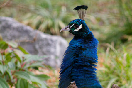 A close-up of a peacock showcasing its vibrant blue feathers and distinctive crest. The background features blurred greenery, highlighting the bird's colorful plumage.の写真素材