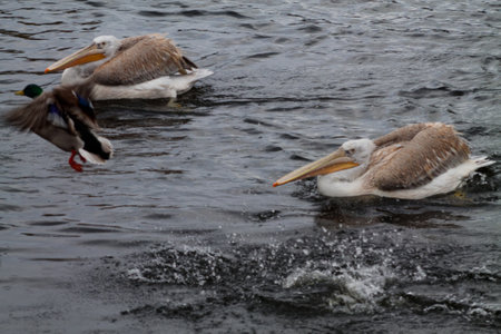 Two pelicans swimming in a body of water, with a duck flying above them. The scene captures the natural habitat of these birds, showcasing their feathers and the rippling water.の写真素材