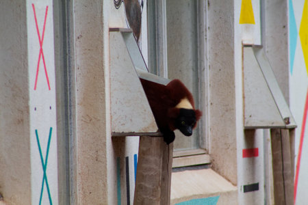 A small mammal with a brown and black coat peeking out from a window-like structure. The background features colorful geometric patterns on a wall.の写真素材