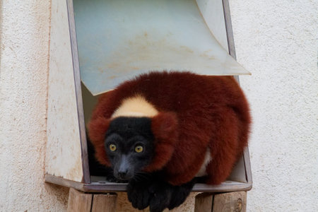 A brown and black lemur resting in a wooden enclosure. Its large eyes and distinctive fur pattern are prominent as it peers out from a small opening.の写真素材