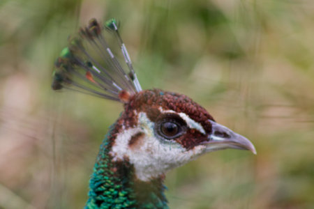 A close-up of a peacock's head, showcasing its vibrant green and brown feathers, distinctive crest, and striking facial features.の写真素材