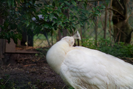 A white peacock preening its feathers in a natural setting, surrounded by greenery. The bird's elegant plumage is partially visible as it bends its neck to groom itself.の写真素材