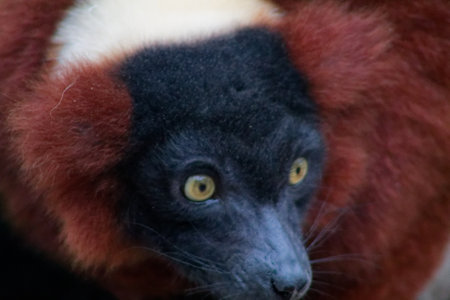 A close-up of a unique animal with a black face and large, expressive yellow eyes, surrounded by reddish-brown fur. The animal appears curious and alert, showcasing its distinctive features.の写真素材
