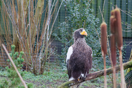 A majestic eagle perched on a branch in a natural setting, surrounded by greenery and tall plants. The eagle has a striking appearance with a dark body and white wings, showcasing its powerful presence.の写真素材