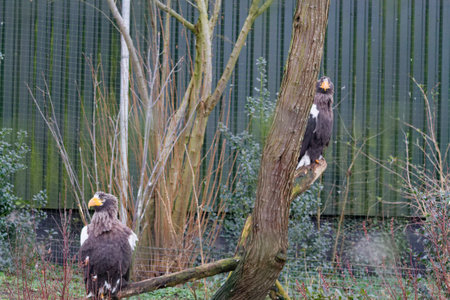 Two majestic eagles perched on a tree, surrounded by greenery. One eagle is looking directly at the camera while the other is slightly turned away. The background features a blurred fence and foliage.の写真素材