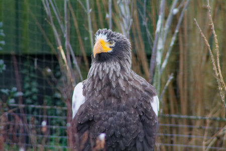 A close-up of a large bird of prey with a distinctive yellow beak and gray feathers. The bird is standing upright, surrounded by a blurred natural background of branches and foliage.の写真素材