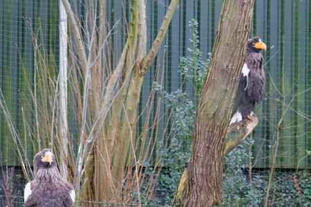 Two Steller's sea eagles perched near a tree in a natural habitat setting, showcasing their distinctive features and plumage.の写真素材