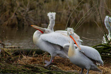 A group of white pelicans standing on a riverbank, surrounded by dry grass and branches. The birds have distinctive long beaks and some have fluffy feathers on their heads.の写真素材
