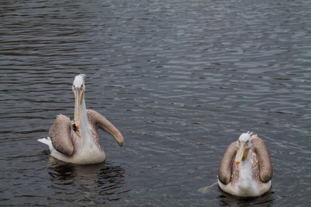 Two pelicans swimming in calm water, showcasing their distinctive features and plumage. The scene captures the tranquility of nature with a soft focus on the birds.の写真素材