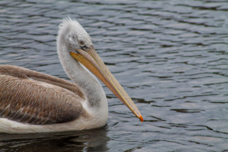 A close-up of a pelican swimming in calm water, showcasing its distinctive long beak and feathers. The bird's head is turned slightly, revealing its unique features against a backdrop of rippling water.の写真素材