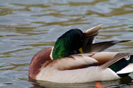 A close-up of a mallard duck preening its feathers on the water's surface. The duck has a vibrant green head and a brownish body, with rippling water in the background.の写真素材