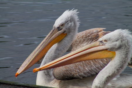 Two pelicans with long beaks swimming close together in calm water. Their feathers are a mix of white and light brown, showcasing their distinctive features.の写真素材