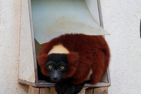 A brown and black lemur with striking yellow eyes peeking out from a wooden structure. The lemur has a fluffy coat and a curious expression, showcasing its unique features.の写真素材