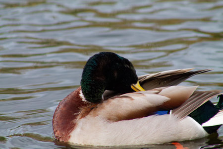 A close-up of a mallard duck preening its feathers on the water's surface. The duck has a distinctive green head, brown chest, and gray body, with rippling water in the background.の写真素材
