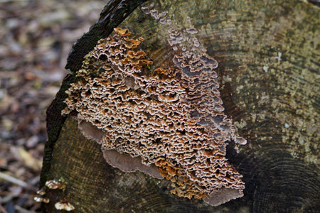 A close-up view of a tree stump featuring intricate patterns of fungi. The fungi display a mix of brown and beige colors, creating a textured appearance against the wood grain.の写真素材