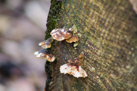 Close-up of fungi growing on a tree trunk, showcasing their unique textures and colors. The bark of the tree is visible, providing a natural background.の写真素材