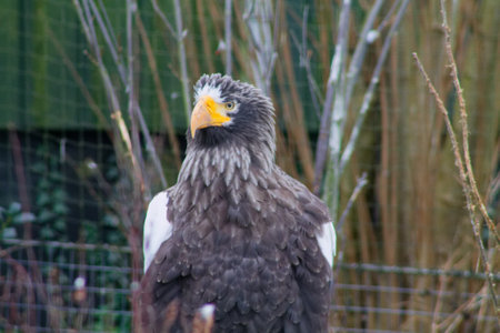 A close-up of a majestic eagle with a striking yellow beak and gray feathers, standing in a natural setting with blurred background elements.の写真素材