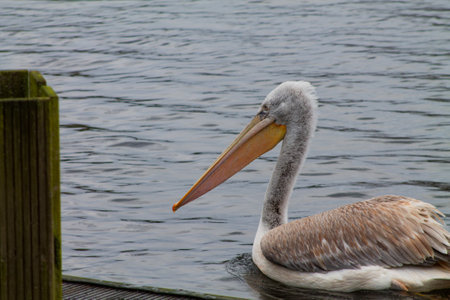 A pelican swimming gracefully in calm waters, showcasing its distinctive long bill and soft feathers. The background features a serene water surface and wooden dock.の写真素材