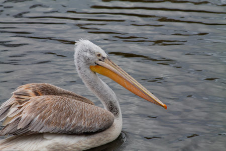 A close-up of a pelican swimming in calm waters. The bird has a large, distinctive bill and grayish-white feathers. The water reflects the bird and the surrounding environment, creating a serene atmosphere.の写真素材