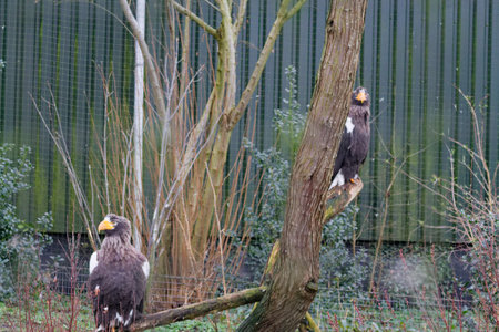 Two majestic eagles perched on a tree branch in a natural setting, surrounded by greenery.の写真素材