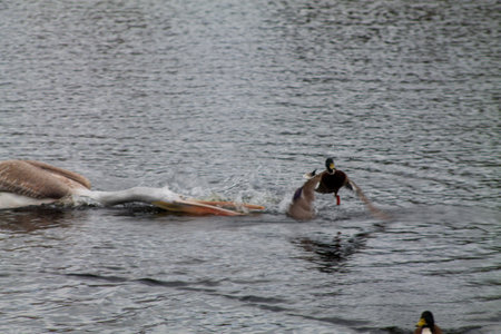 A pelican and a duck interacting in a body of water, with splashes and ripples around them. The pelican appears to be swimming, while the duck is flying above the water.の写真素材