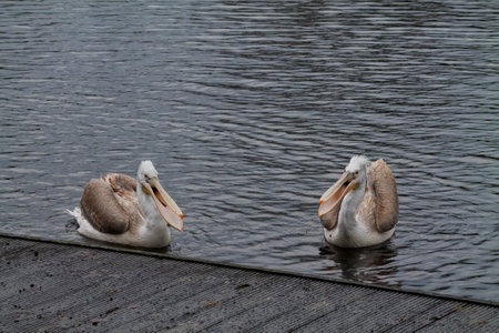 Two pelicans sitting on the water near a dock, with calm ripples in the water and a gray overcast sky.の写真素材