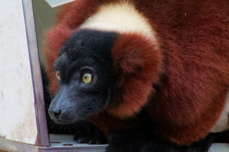 A close-up of a unique animal with a black face and large, round ears, featuring a reddish-brown and cream-colored fur. The animal appears curious and is partially hidden behind a structure.の写真素材