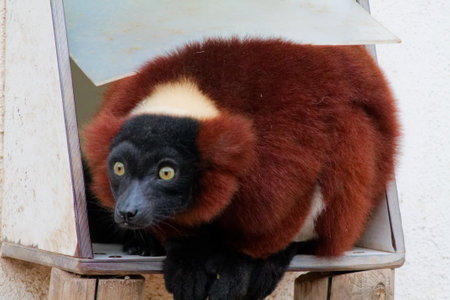 A close-up of a brown and black lemur with large eyes, crouching inside a box. The lemur has a fluffy coat with a distinctive white patch on its back and is looking curiously at the camera.の写真素材
