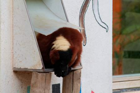 A brown and black monkey resting inside a wooden structure, partially hidden. The background features a colorful mural, adding a playful touch to the scene.の写真素材