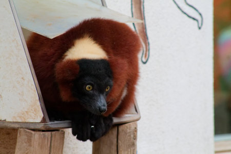 A close-up of a brown and black lemur resting in a wooden enclosure. Its large eyes and distinctive fur pattern are prominent, showcasing its unique features.の写真素材