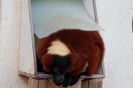 A brown and black animal with a white patch on its chest, sitting in a small, enclosed space. The animal appears to be a lemur, with large eyes and a fluffy coat, resting comfortably.の写真素材