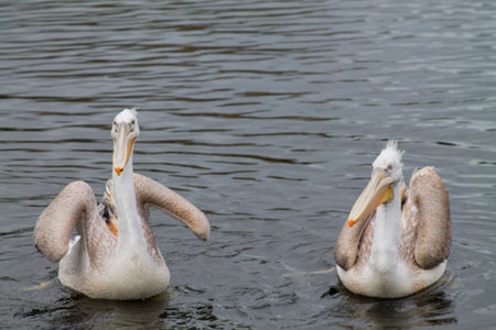 Two pelicans swimming in a calm water body, showcasing their distinctive features and posture. The scene captures the natural beauty of these birds in their habitat.の写真素材