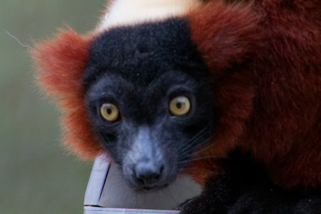A close-up of a lemur with striking features, showcasing its large, expressive eyes and distinctive fur patterns. The animal has a dark face with light brown and reddish fur around the ears, set against a blurred background.の写真素材