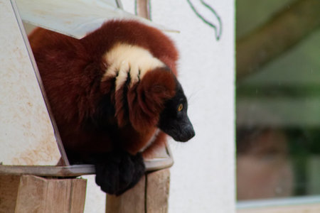 A brown and black lemur perched on the edge of a wooden structure, looking out. The animal has a distinctive fur pattern with a dark face and a fluffy body.の写真素材