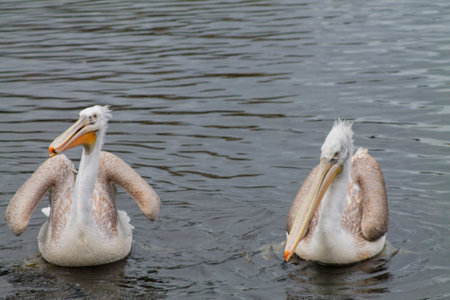 Two pelicans swimming on a calm water surface, showcasing their distinctive long bills and large wings. The scene captures a serene moment in nature.の写真素材